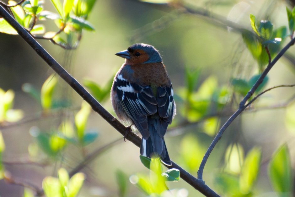 Зяблик смешной