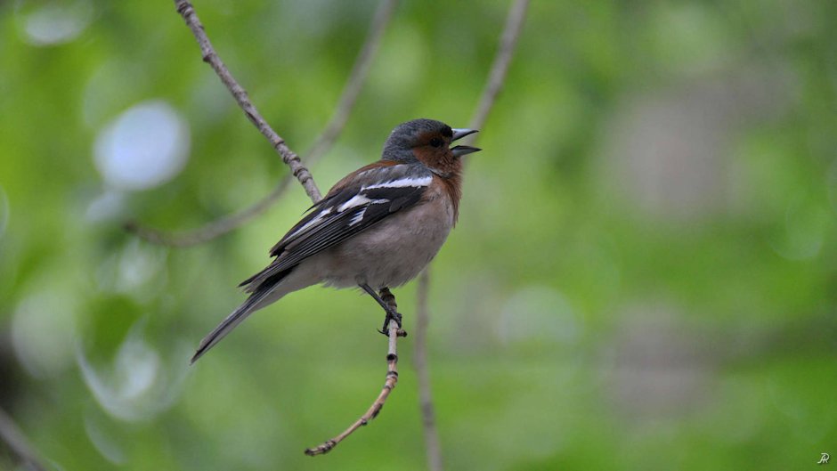 Зяблик птица гнездо