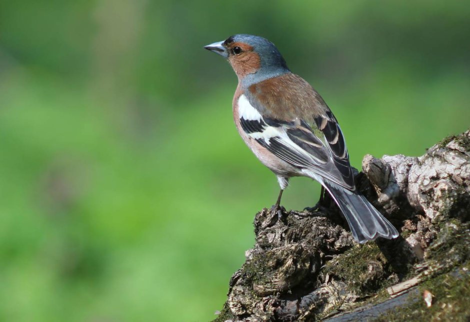 Гнезда птиц описание