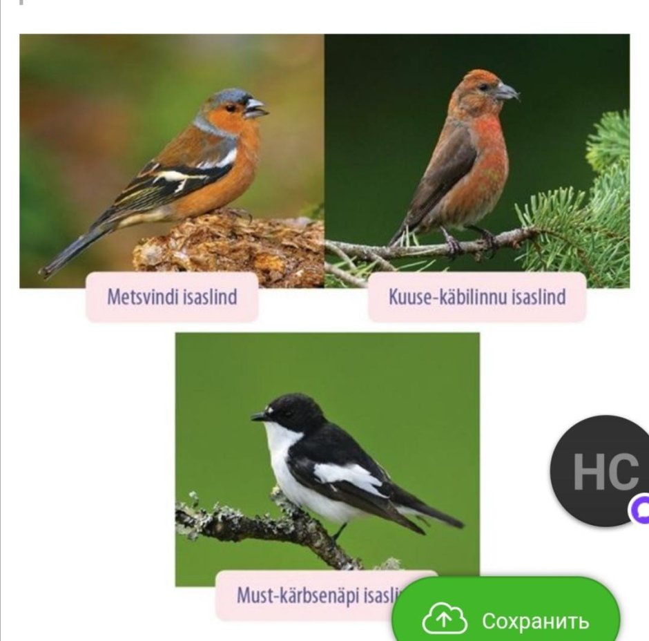 Зяблик самка и самец