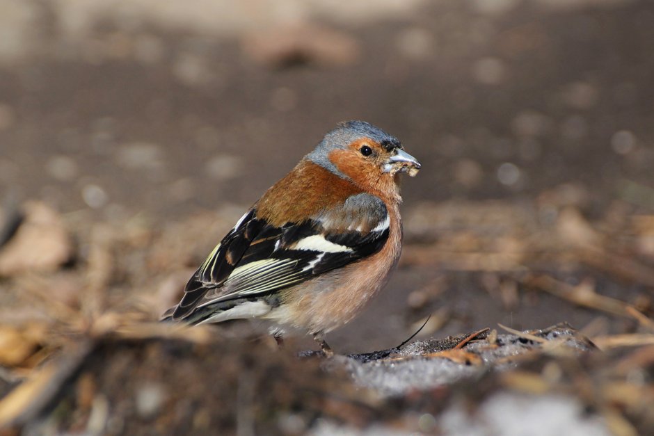 Вьюрковые Зяблик