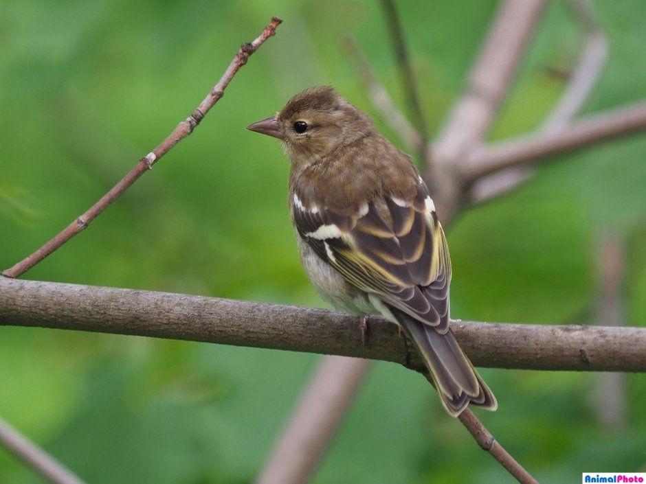 Зяблики спариваются