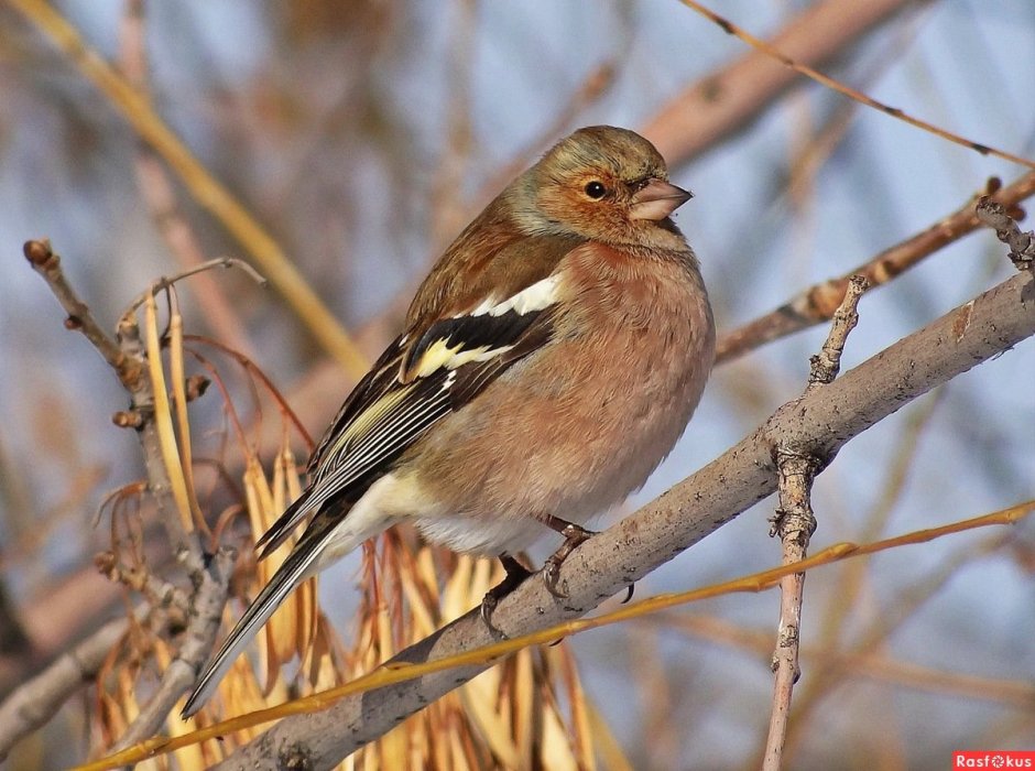 Обыкновенный Зяблик