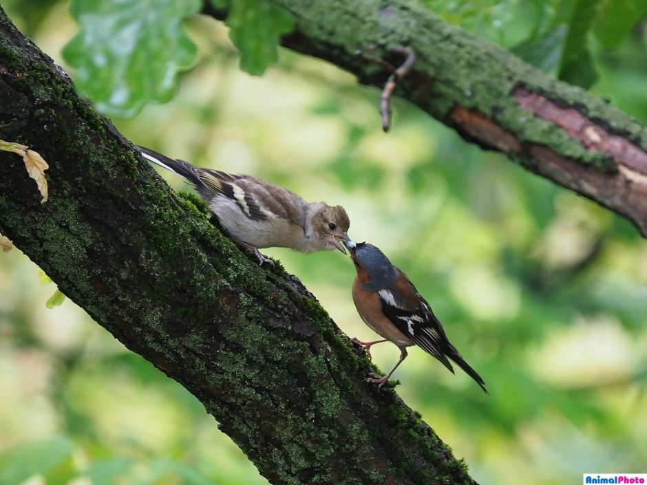 Зяблик серый самка