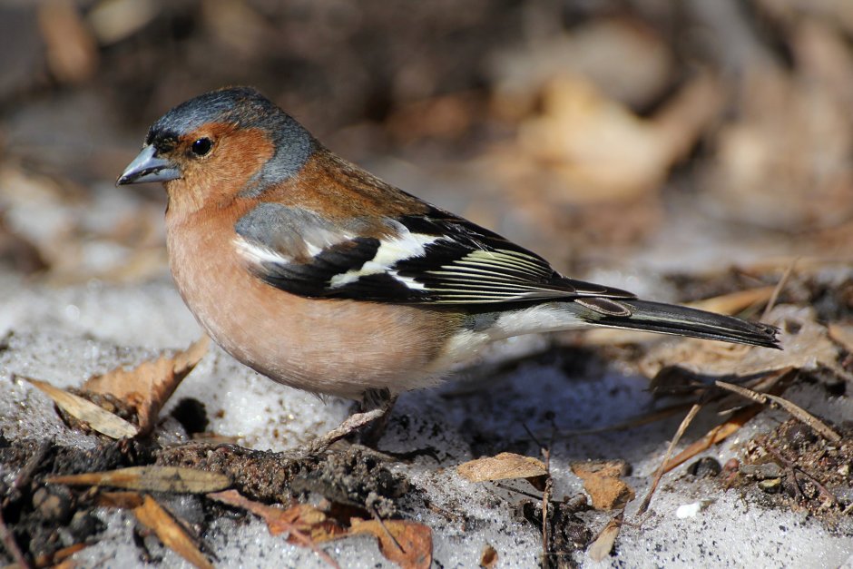 Певчие воробьиные Дрофа