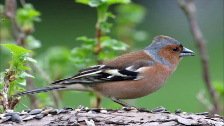 Зяблик кавказский заповедник