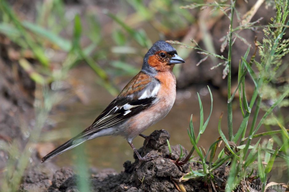 Зяблик птица Челябинская область