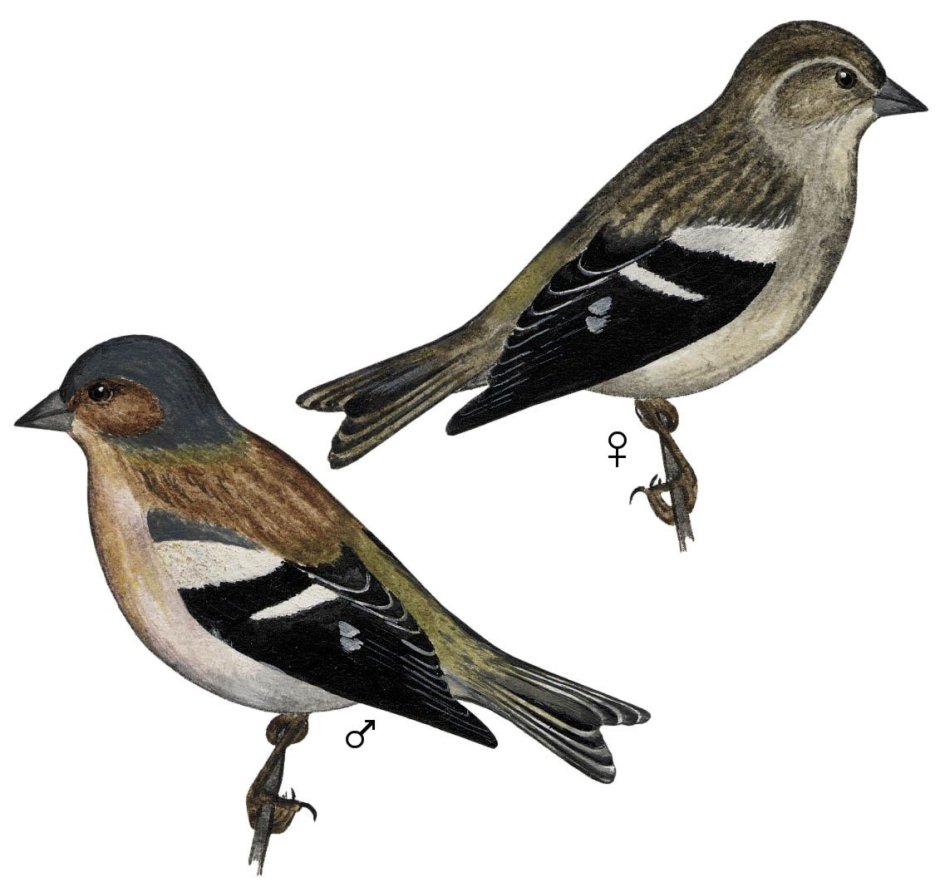 Зяблик птица гнездо