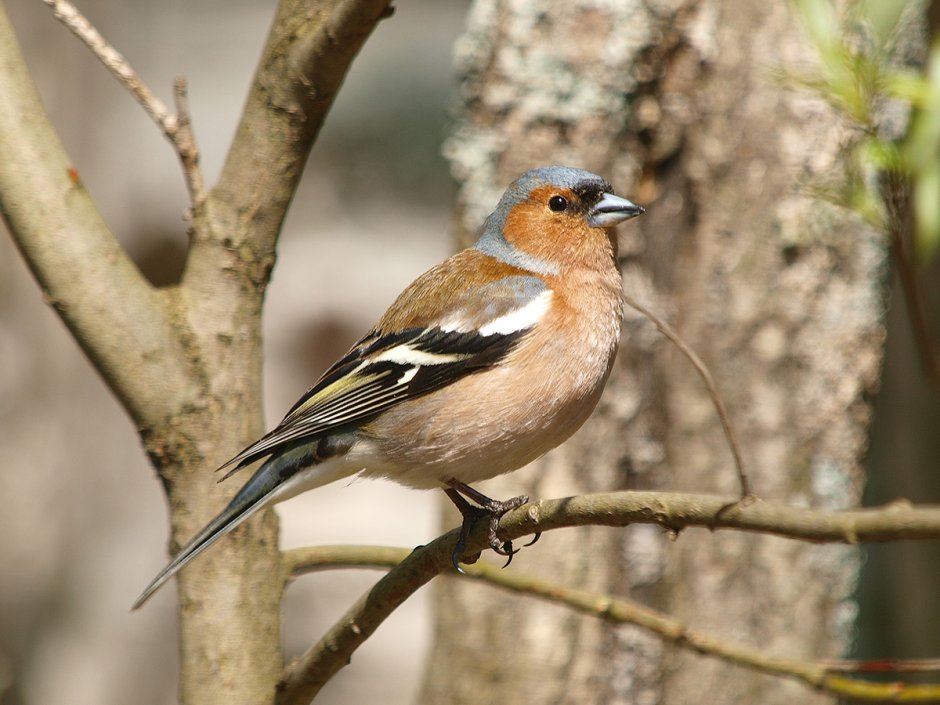 Обыкновенный Зяблик