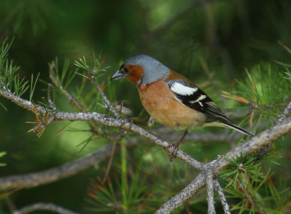 Зяблик самец