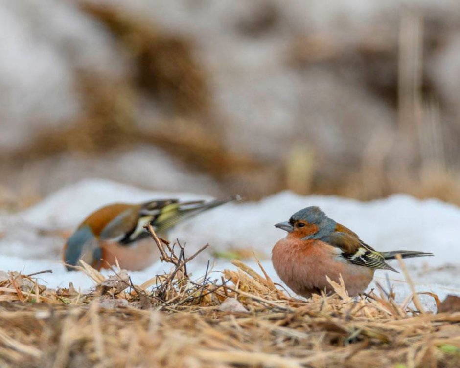 Зяблик поет