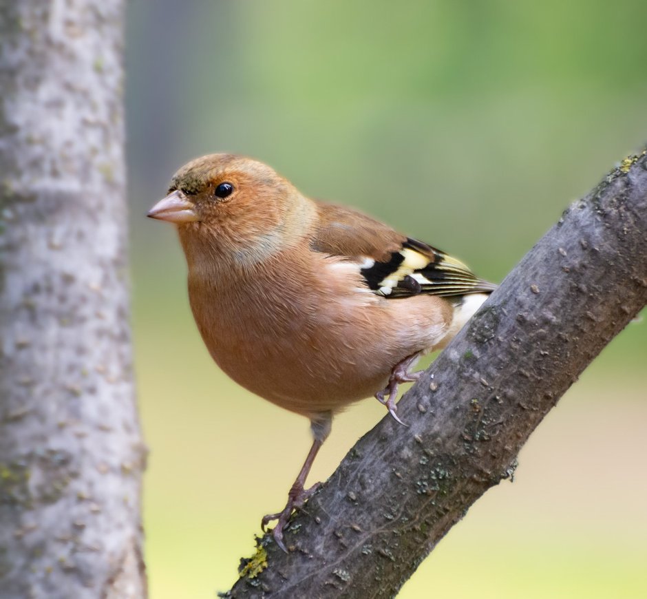 Американский золотой Зяблик