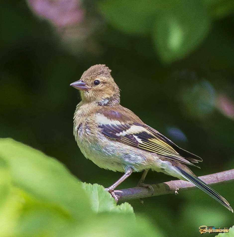 Зяблик самочка