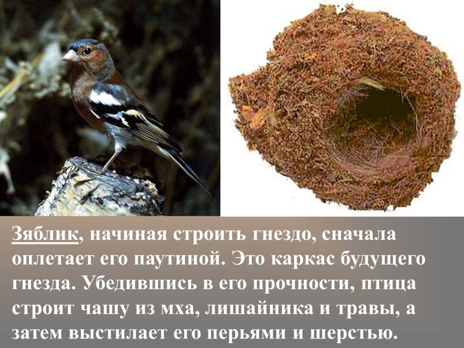 Гульдовский Зяблик