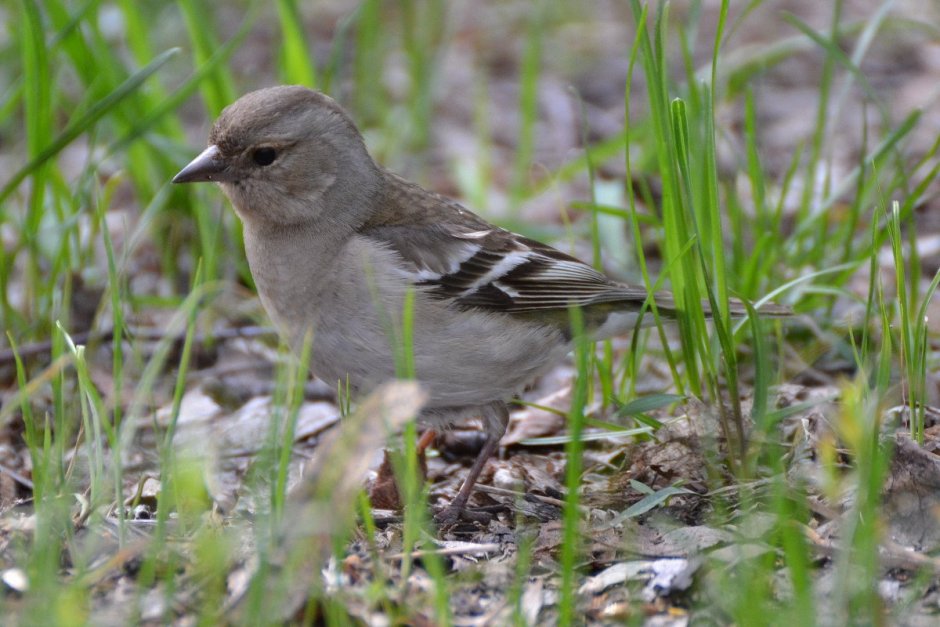 Обыкновенный Зяблик