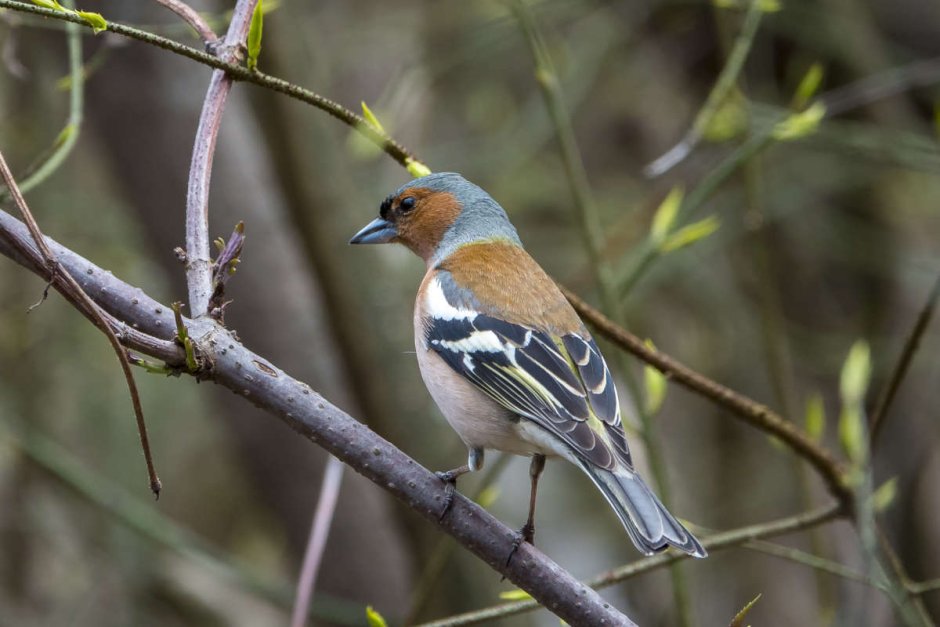 Голдианский Зяблик