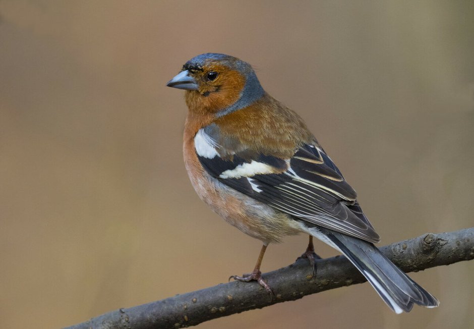 Зяблик Геншин