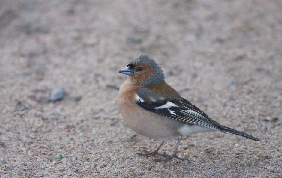 Слеток зяблика самец