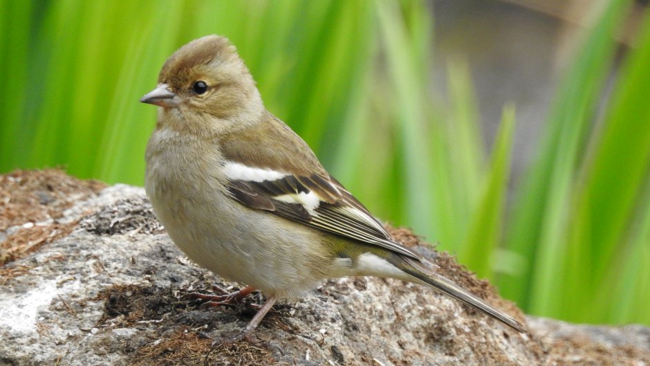 Зяблик самка