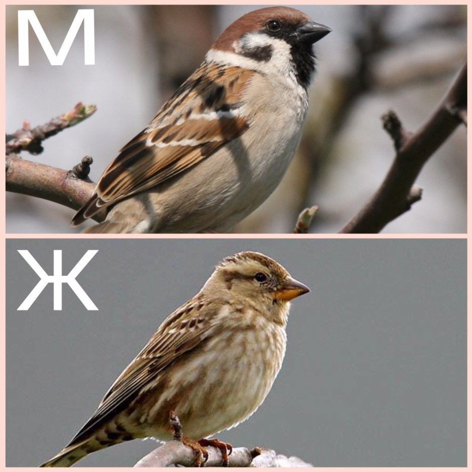 Канарский Зяблик