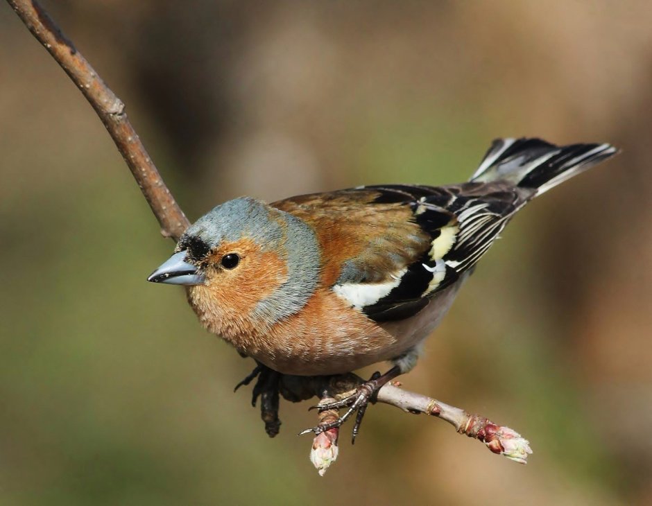 Мухоловка Коноплянка горихвостка