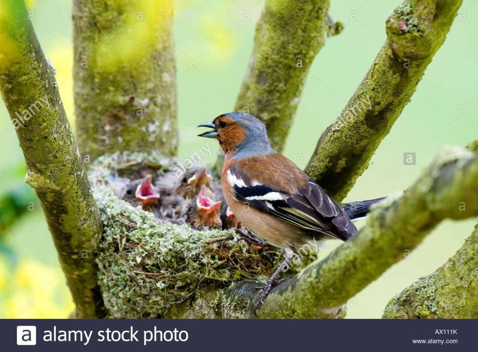 Восточная сиалия птица