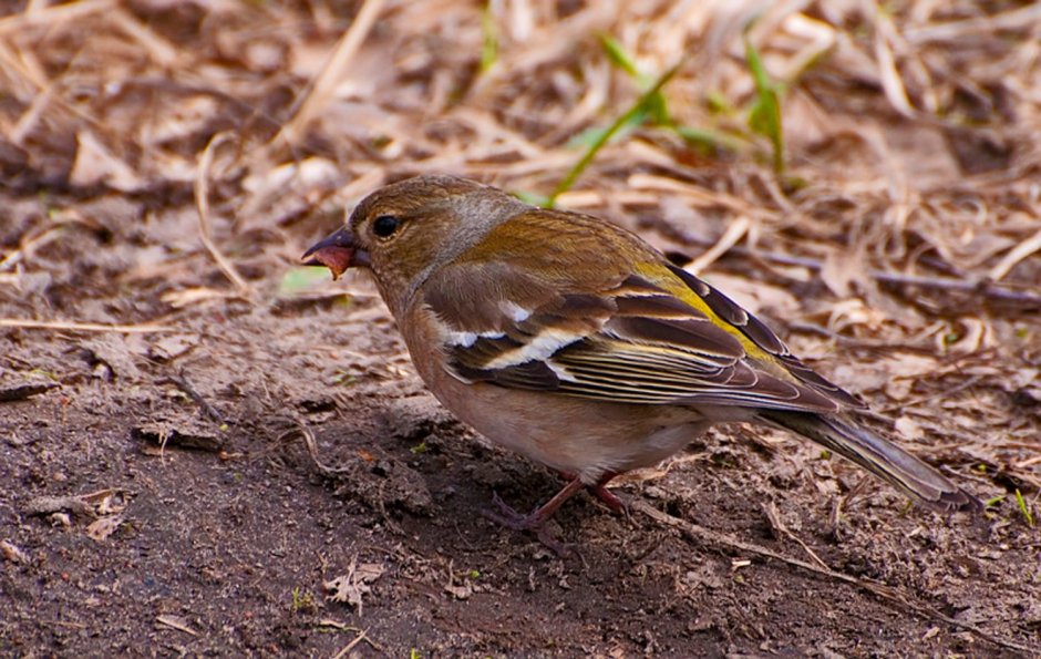 Полевой Воробей самка и самец