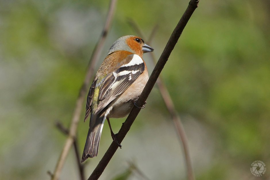 Зяблик синица Воробей