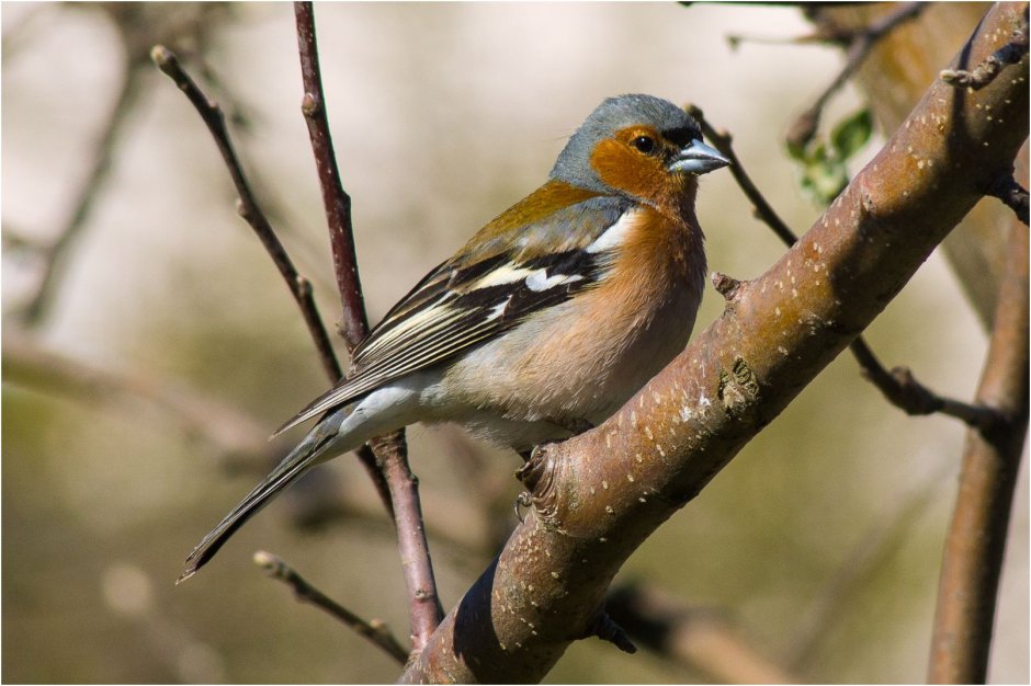 Пурпурный Зяблик