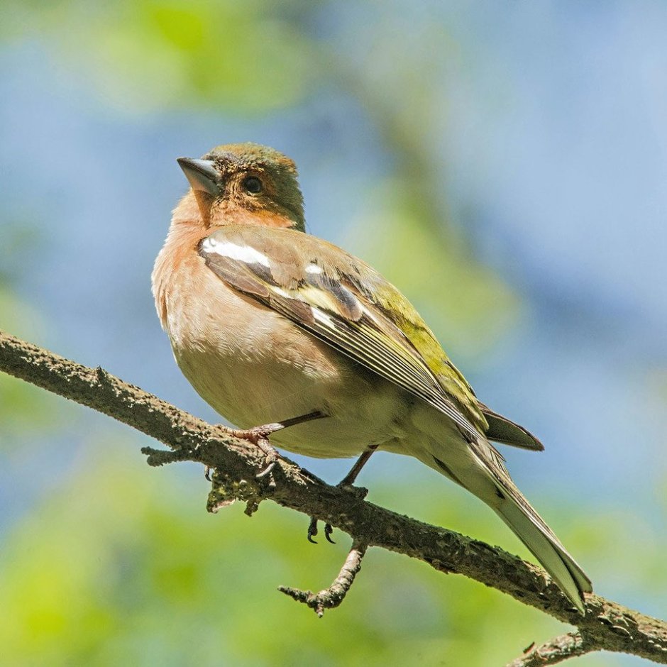 Обыкновенный Зяблик голос
