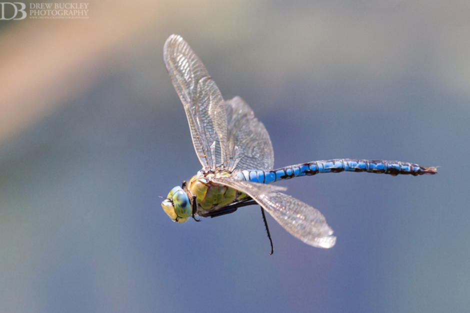 Моторубаха Dragonfly