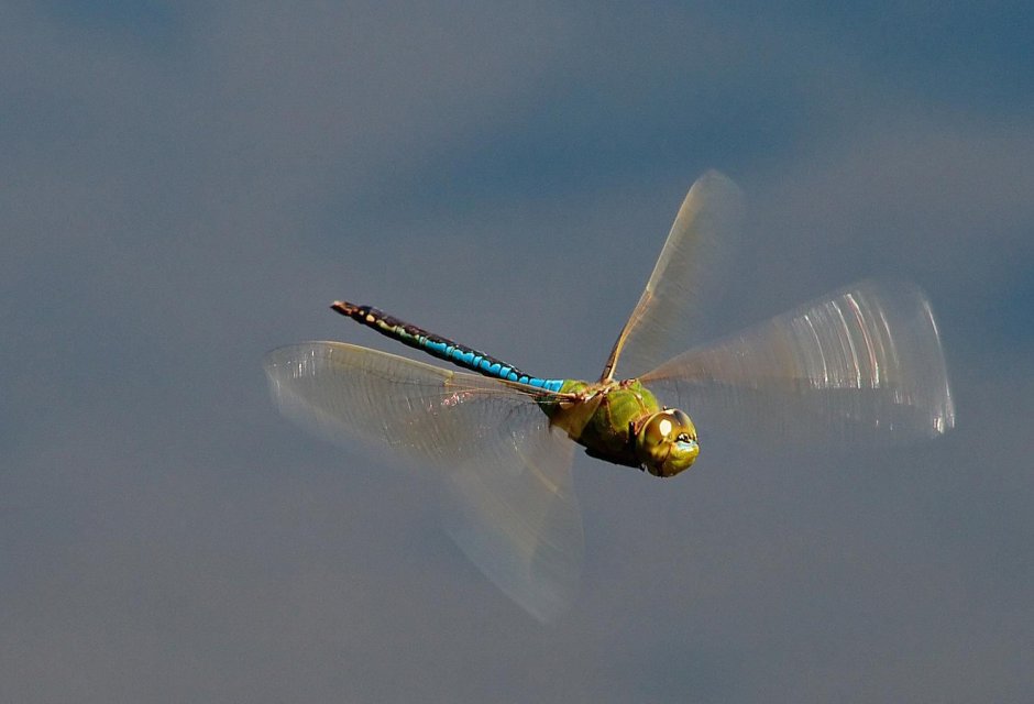 Dragonfly Вика