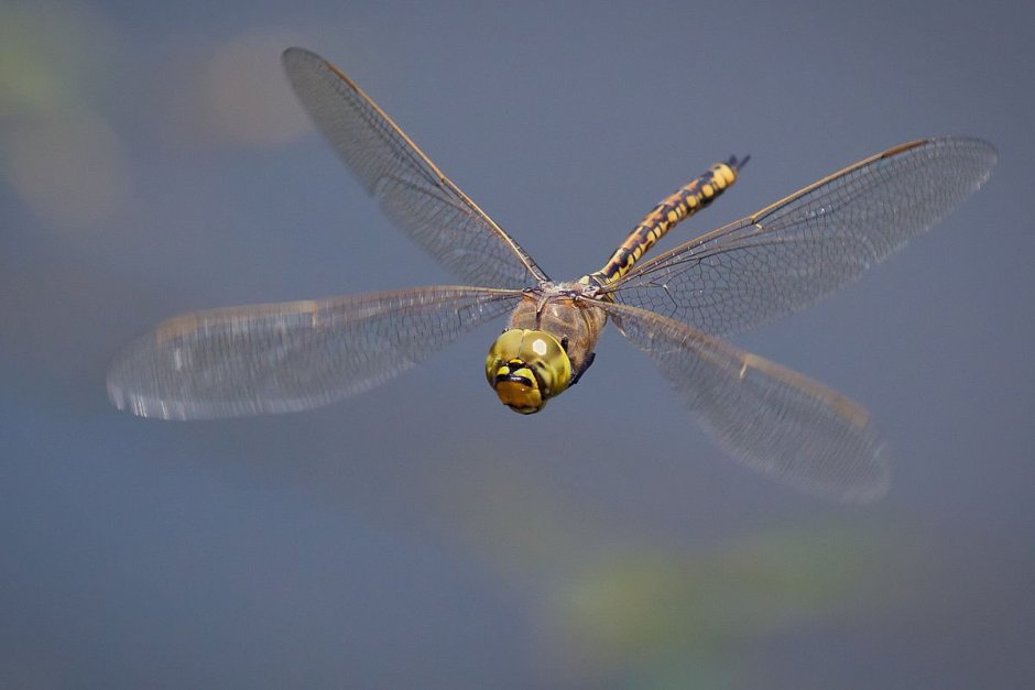 Стрекоза Austrophlebia costalis
