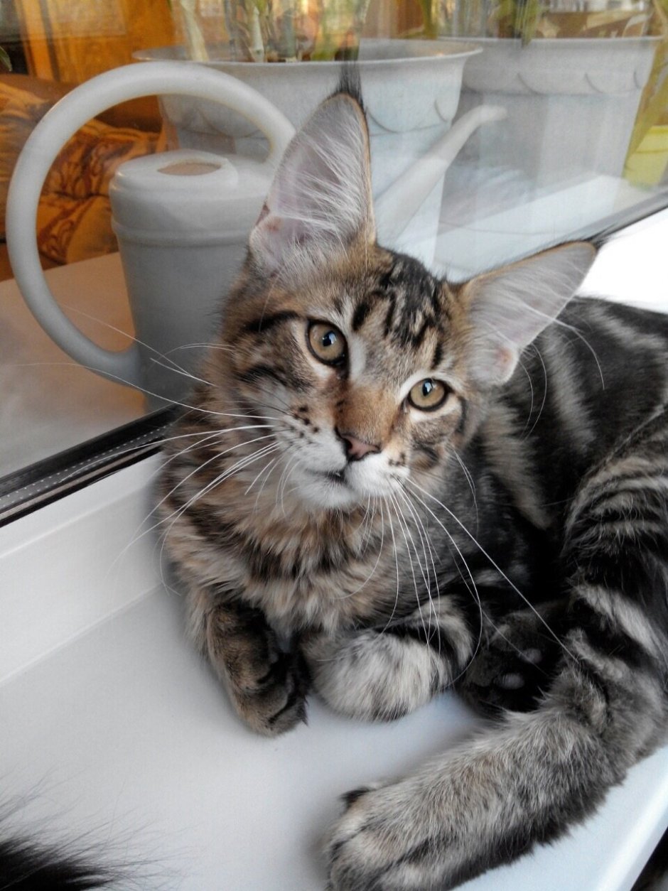 Бенгальский кот метис