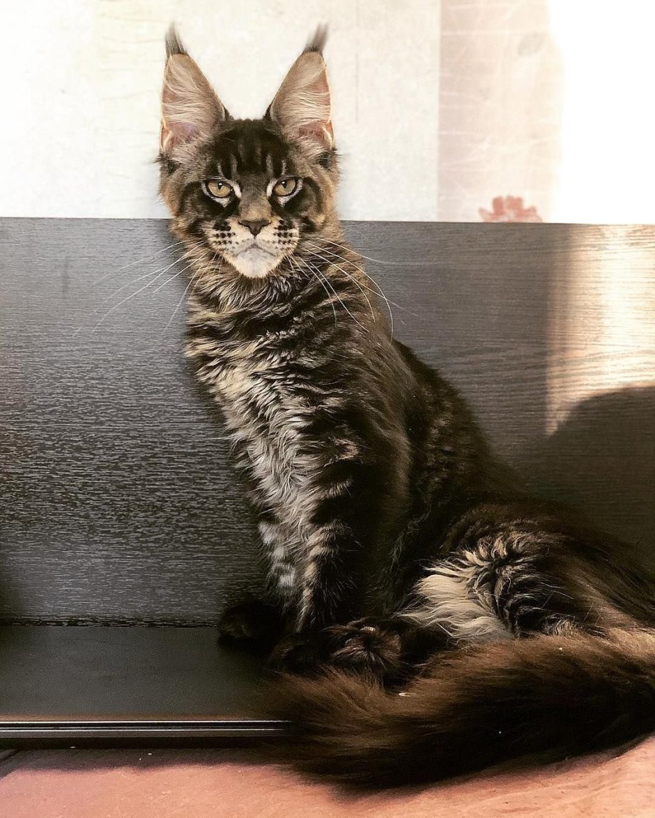Котята помесь Мейн куна с шотландской