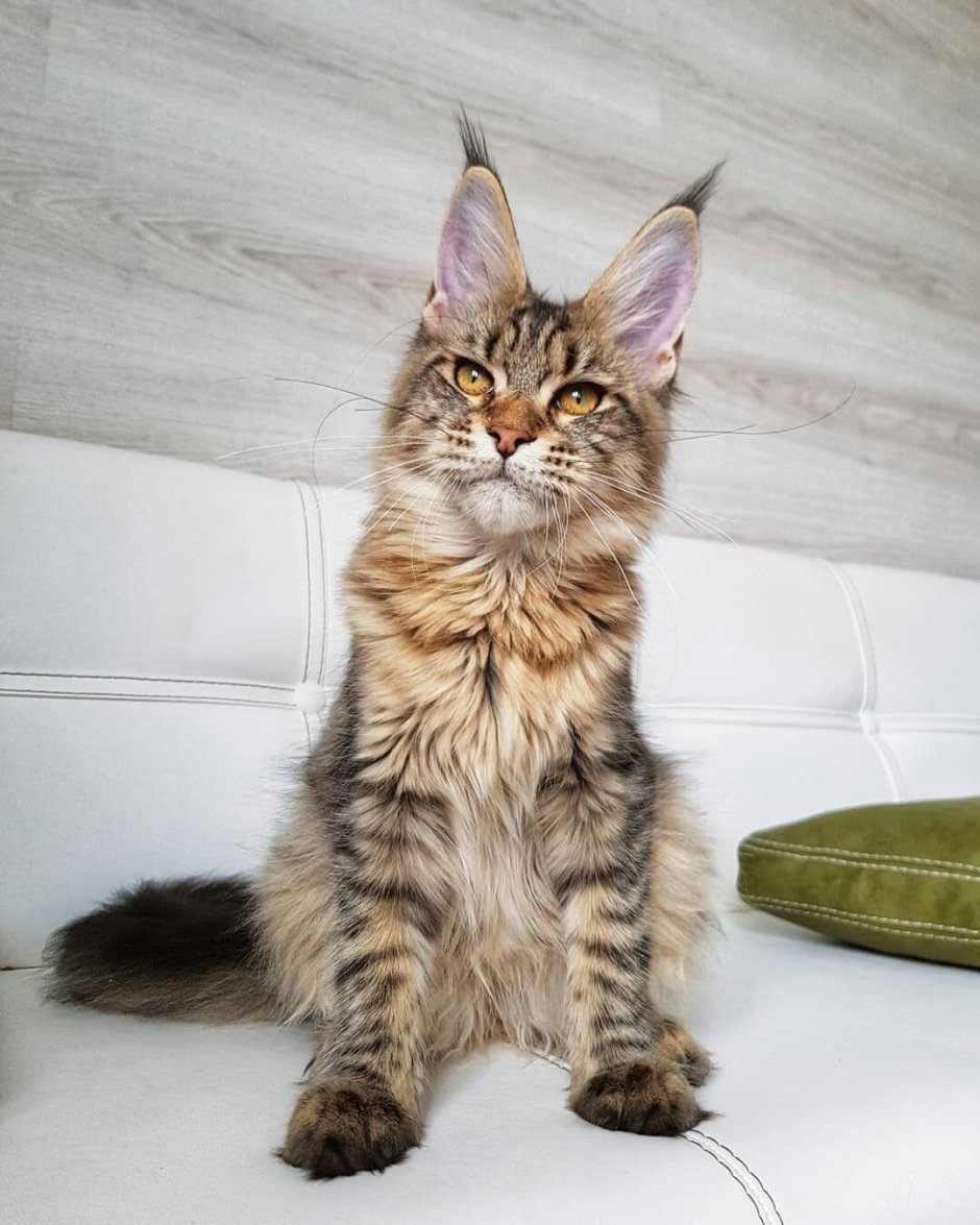 Бенгальский Мейн кун