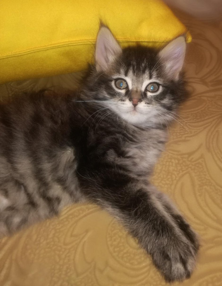 Бенгальские котята метисы
