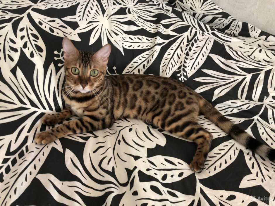 Метис бенгальской кошки и дворового кота фото