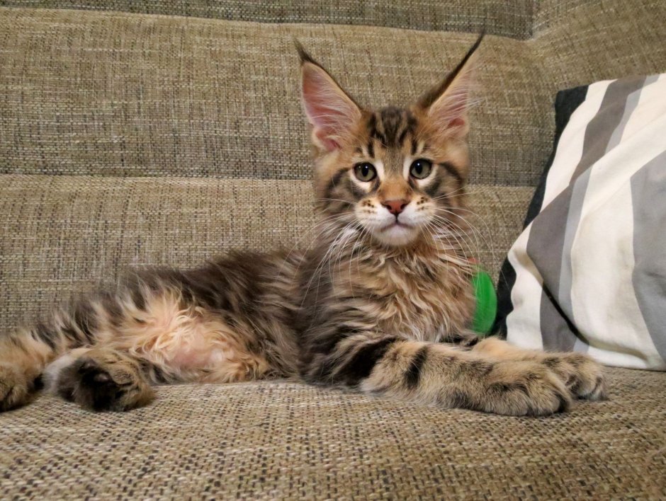 Кот метис Мейн куна