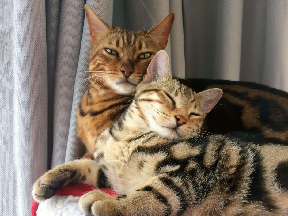 Бенгальская кошка на травке