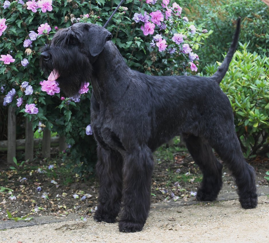 Giant Schnauzer