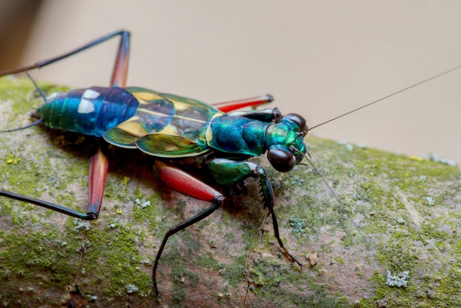 Metallyticus splendidus богомол