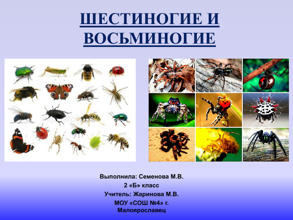 Шестиногие насекомые 2 класс окружающий мир