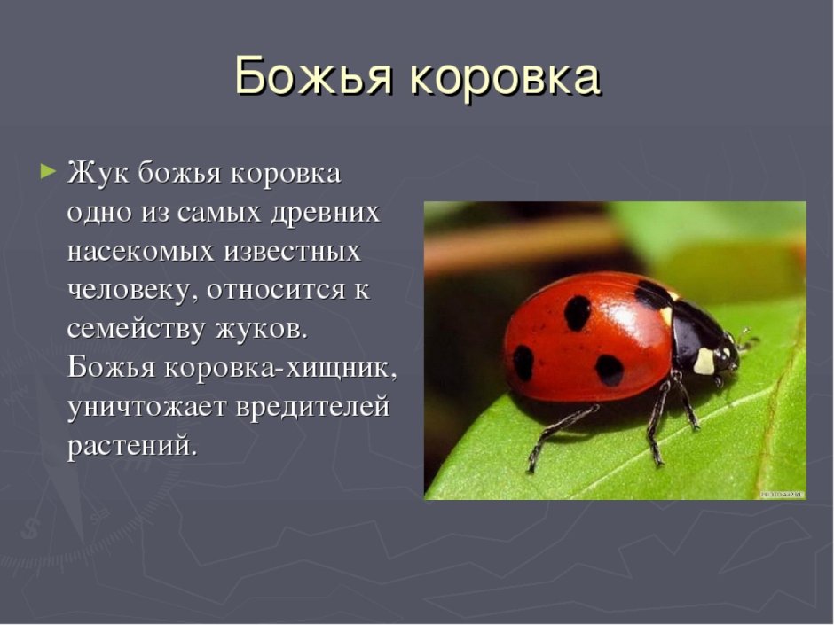 Насекомые логопедические задания для дошкольников
