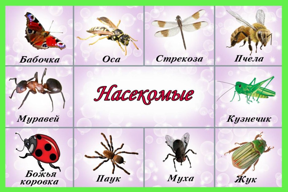 Насекомые занятие для дошкольников