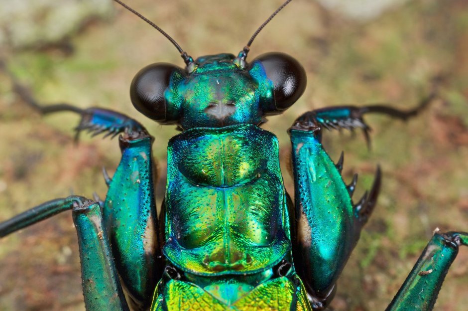 Богомол Metallyticidae