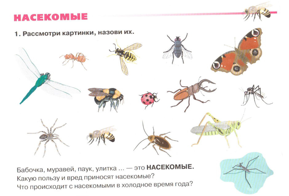 Разные виды насекомых