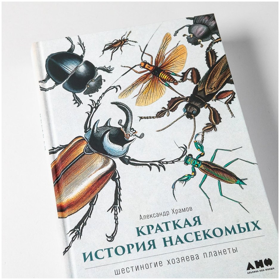 Жук скакун Хадсона