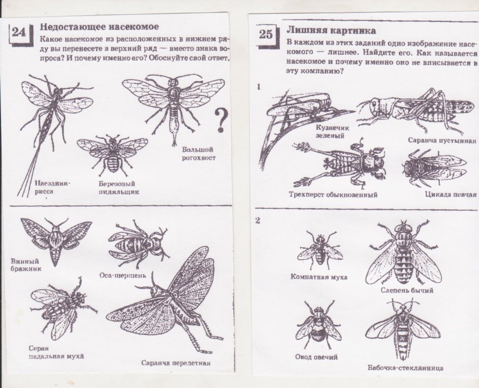 Определитель насекомых дальнего Востока жуки