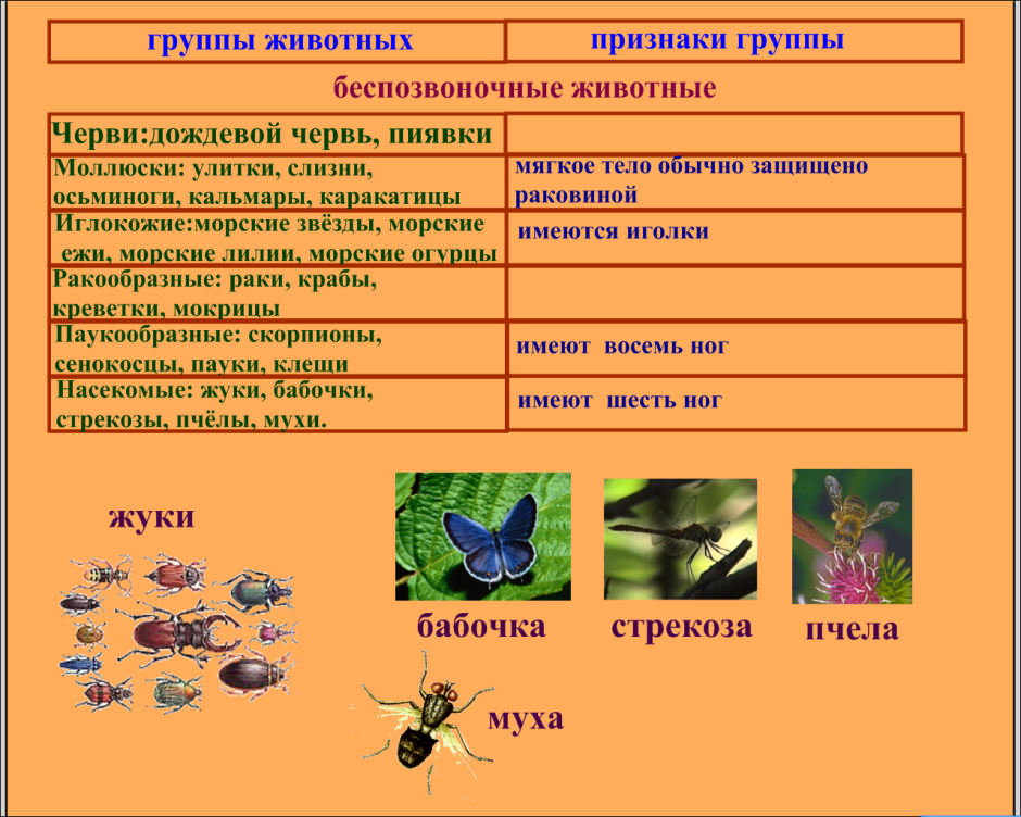 Насекомые древняя группа